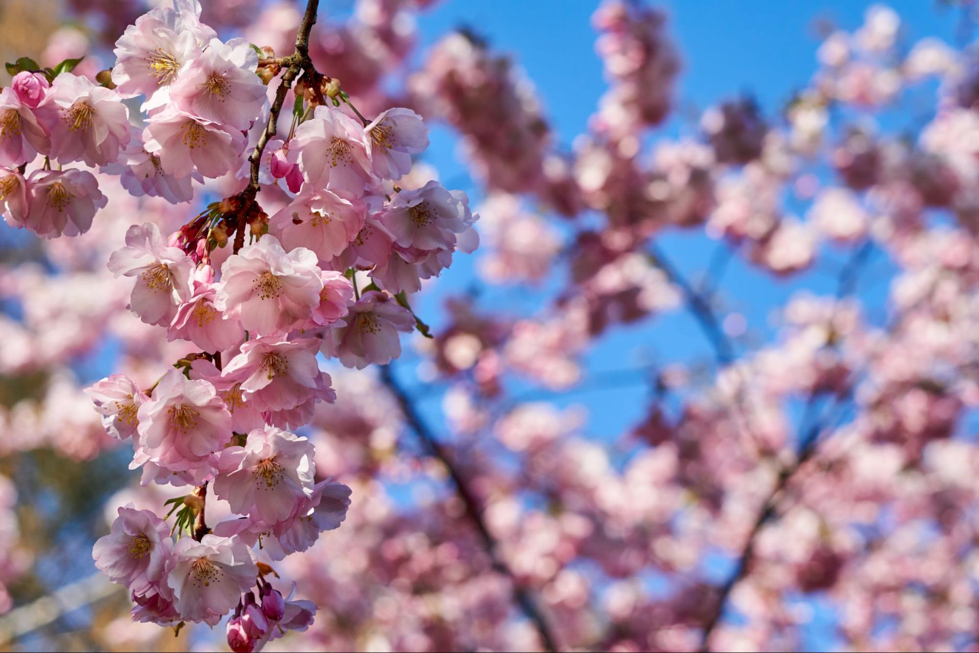 Cherry Blossom Tree
©nadia_if