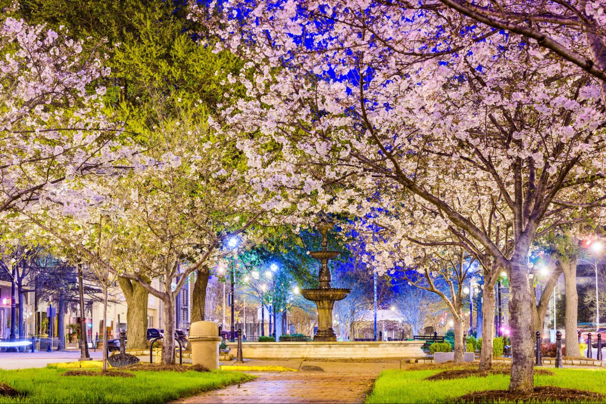 Cherry Blossom trees ©Sean Pavone